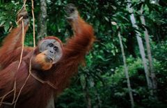 WWF Magazin Gratisproben